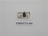 藏品(金龜子科)的圖片